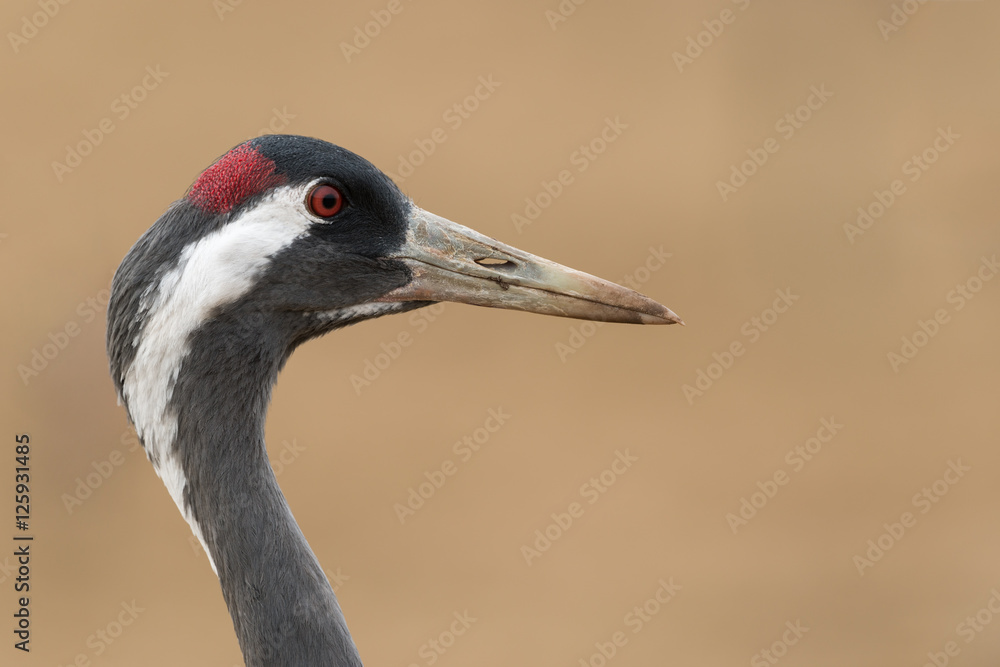 Portrait of a common crane