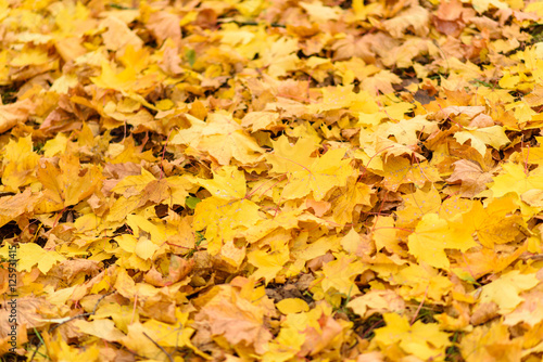 Colourful autumn leaves background, close up on a Sunny day