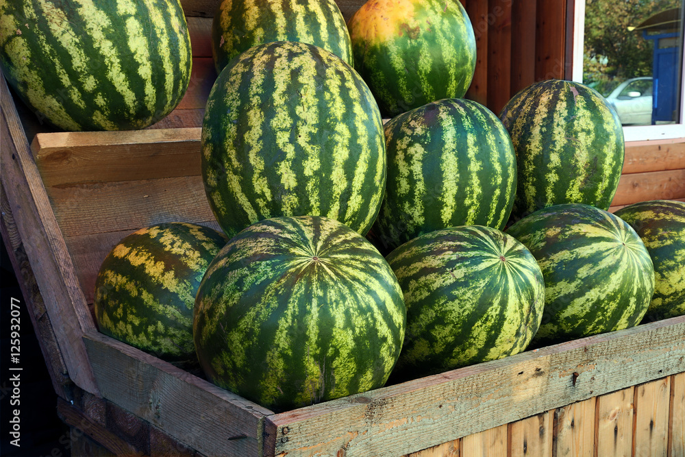 watermelons for sale