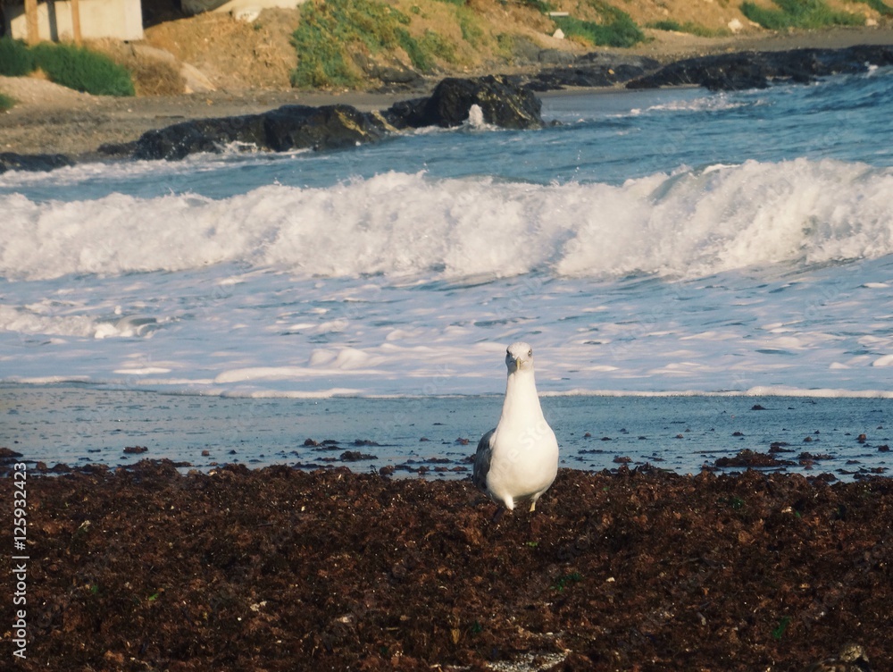 Fototapeta premium seagull near the sea