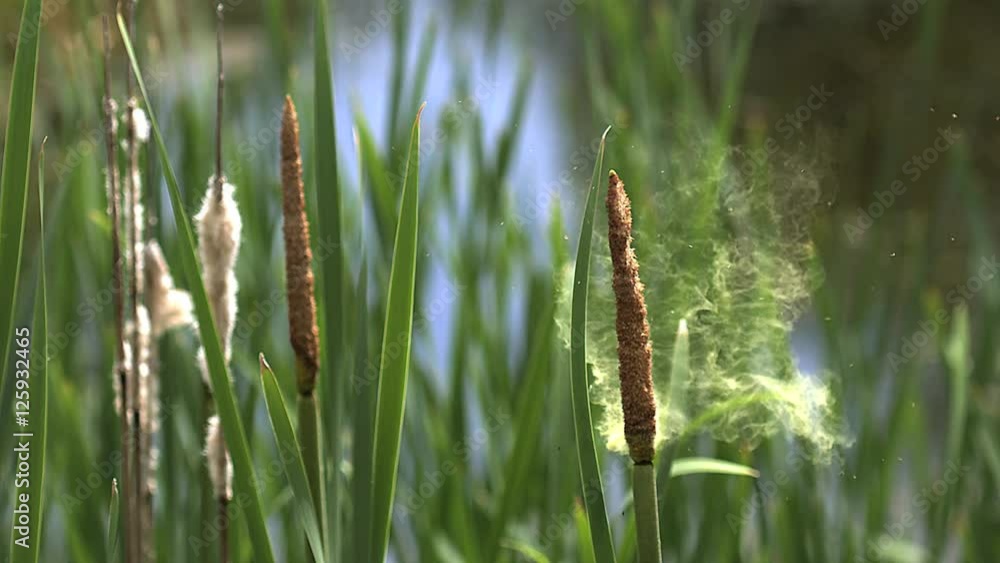 Great Reedmace or Bulrush, typha latifolia, Pollen being released from Plant, Pond in Normandy, Slow Motion Great Reedmace or Bulrush, typha latifolia, Pollen being released from Plant, Pond in Normandy, Slow Motion