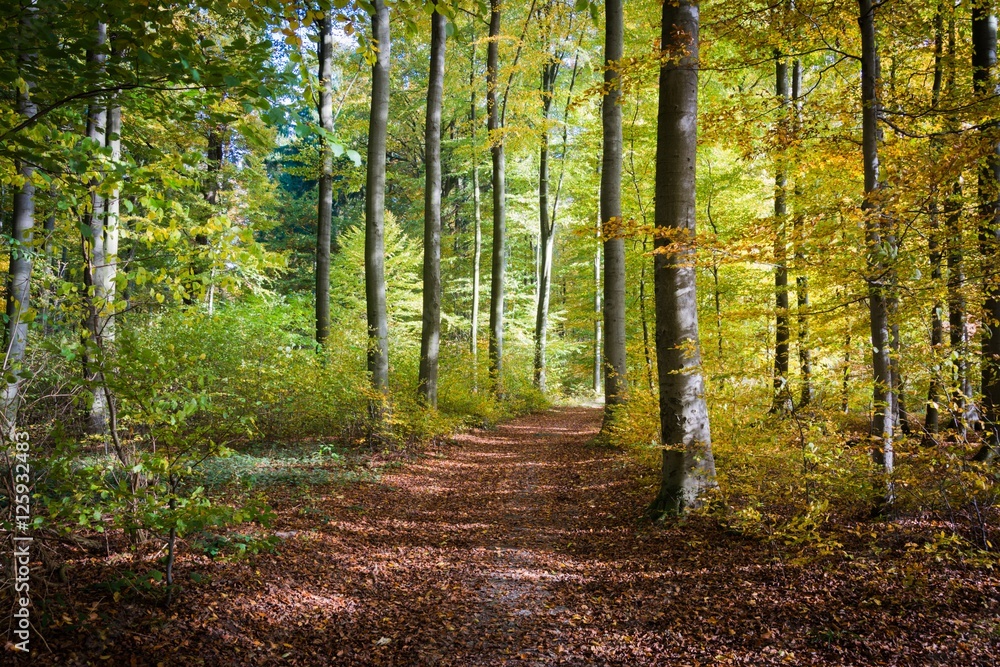 Obraz premium Jesienny las w Schieder