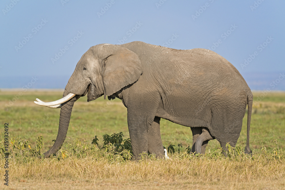 Fototapeta premium African Elephant
