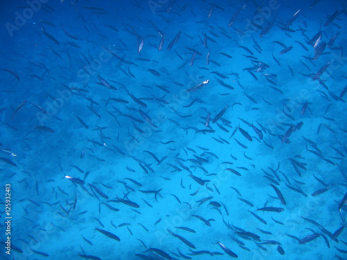 School of Sardines, Galapagos
