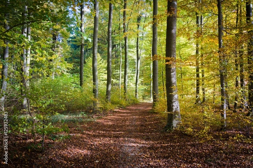 Fototapeta Naklejka Na Ścianę i Meble -  Herbstlicher Wald in Schieder