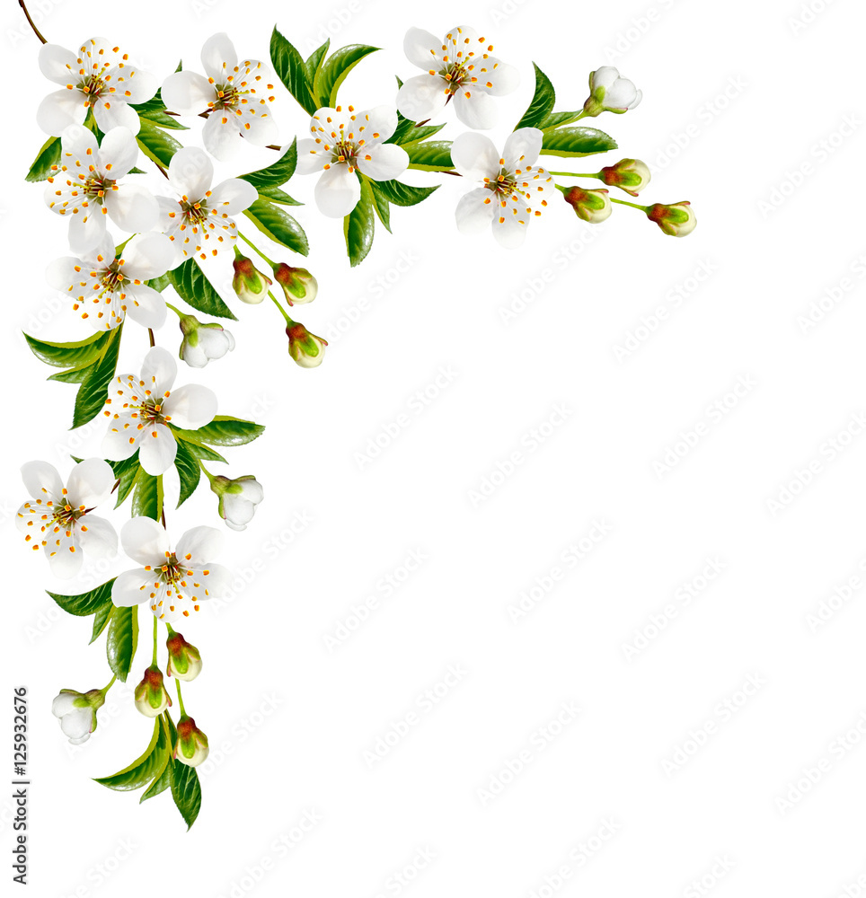 Fototapeta premium Blossoming twig of cherry fruit isolated on white background