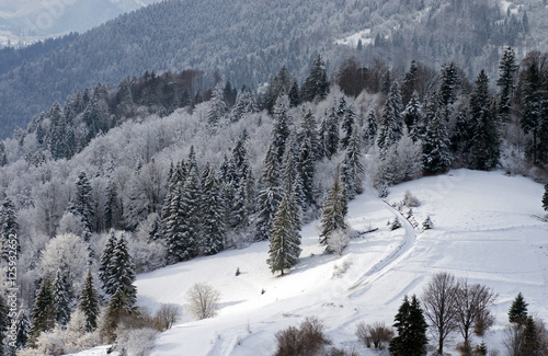 Winter forest on the mountain slope. New Year and Christmas landscape. © vladk213