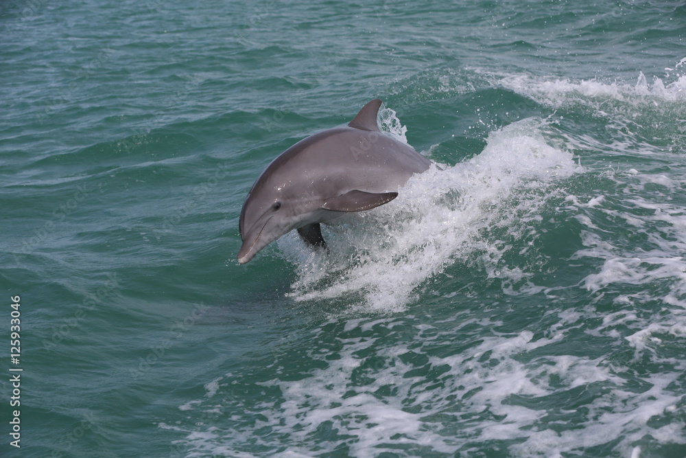 Fototapeta premium Dolphin jumping waves