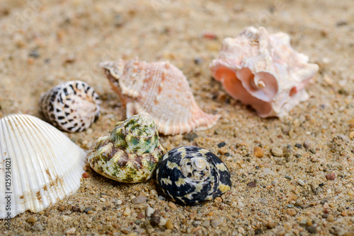 Shells on the sand in natural light