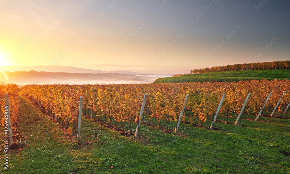 Yellow coloured vineyard in early autumn morning