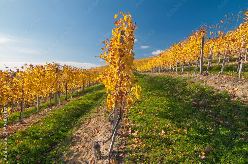Yellow coloured grapevine leaves on a sunny autumn day