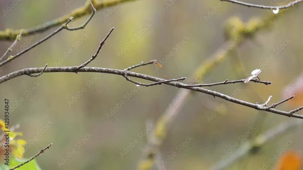 Zweige mit Regentropfen im Herbst Zweige mit Regentropfen im Herbst