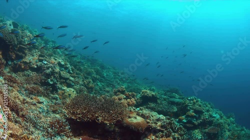 Wallpaper Mural Whitetip reef sharks on a colorful coral reef with plenty fish. 4k footage Torontodigital.ca