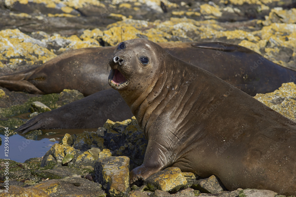 Fototapeta premium Female Southern Elephant Seals (Mirounga leonina) on the coast of Carcass Island in the Falkland Islands.