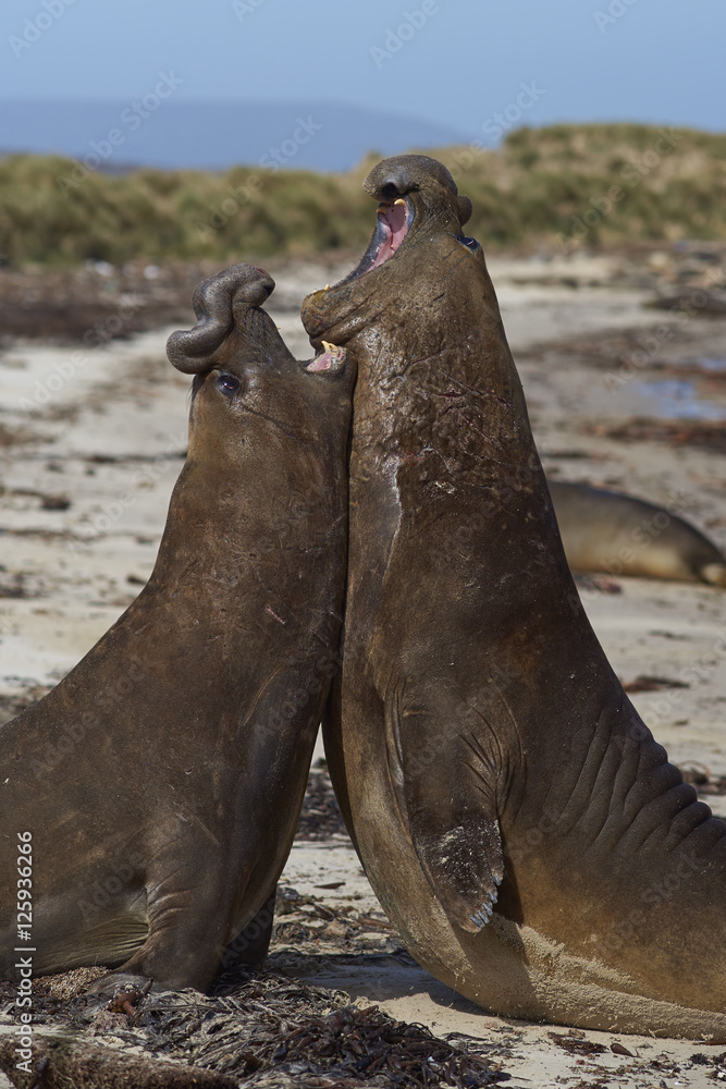Obraz premium Male Southern Elephant Seals (Mirounga leonina) fighting during the breeding season on Carcass Island in the Falkland Islands.