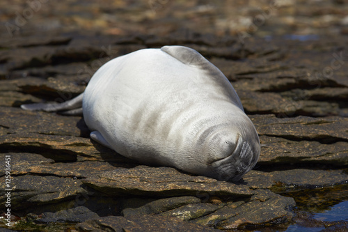 Fototapeta Naklejka Na Ścianę i Meble -  Southern Elephant Seal (Mirounga leonina) pup sleeping on rocks on the coast of Carcass Island in the Falkland Islands.