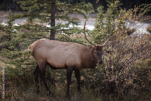 Elk in a medow 2