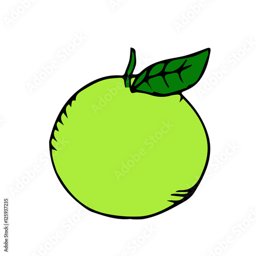 green apple scetch. vector.
