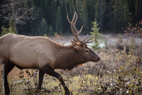 Elk in a medow 12