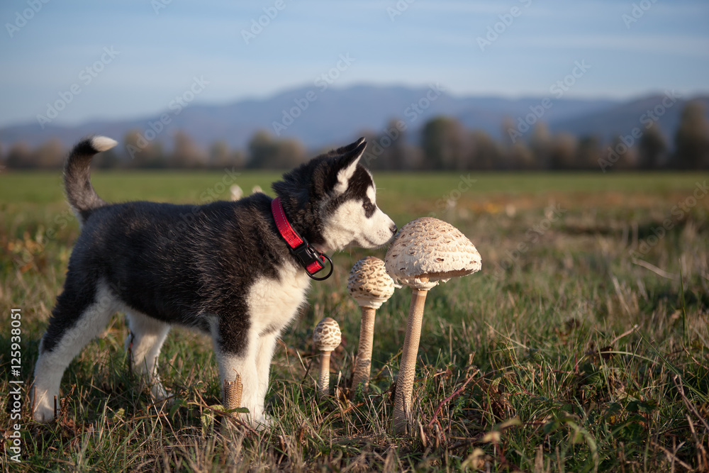 husky puppy explores the smell of parasol mushroom

