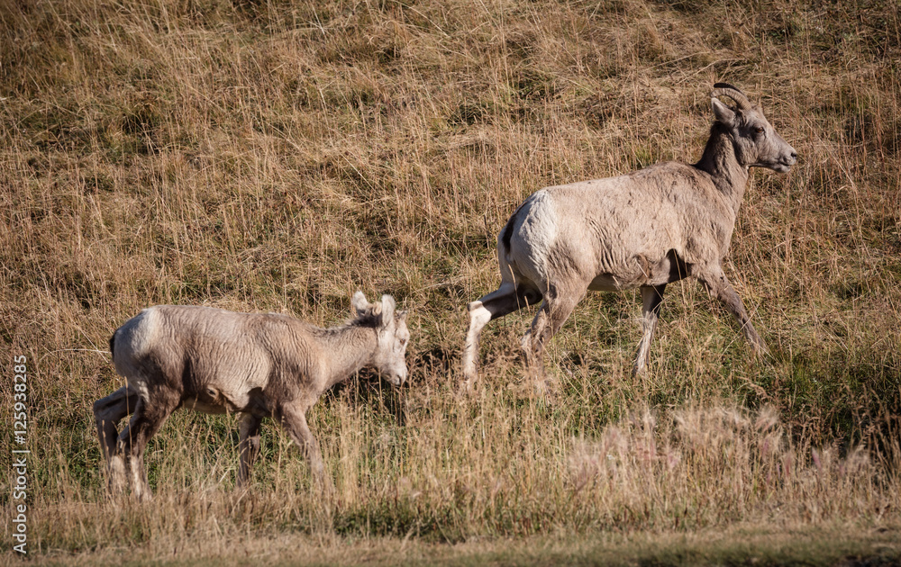Obraz premium Group of big horn sheep 4