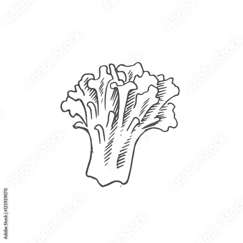 garden rakes scetch. vector