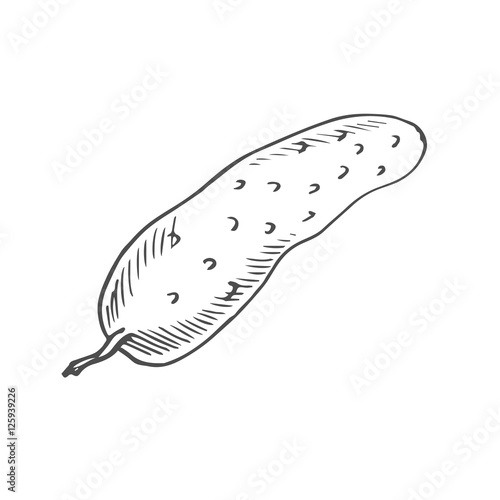 cucumber scetch. vector