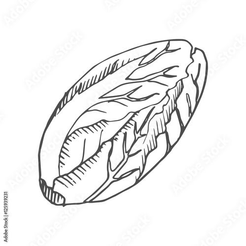 Chinese cabbage scetch. vector