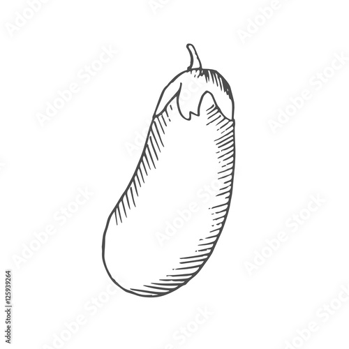 eggplant scetch. vector