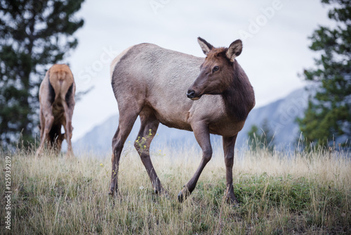 Elk in a medow 2