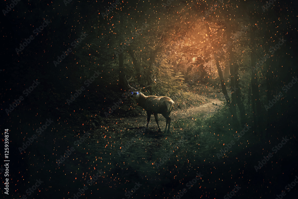 Deer Eyes In The Dark