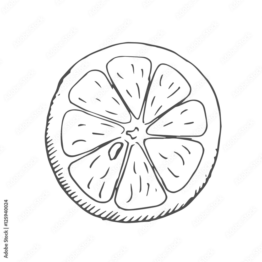 orange share scetch. vector orange share scetch. vector
