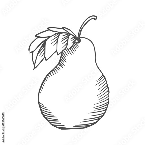 pear scetch. vector