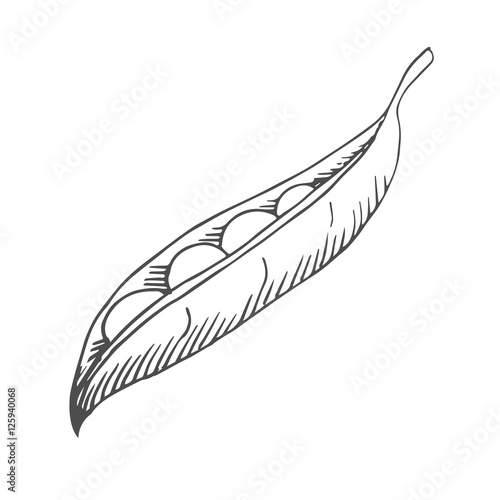 peas scetch. vector