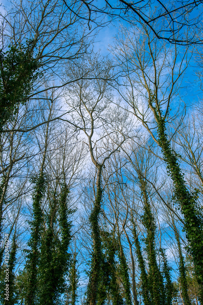 tree covered with ivy tree covered with ivy