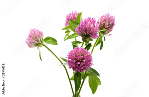 Fototapeta Naklejka Na Ścianę i Meble -  clover flower