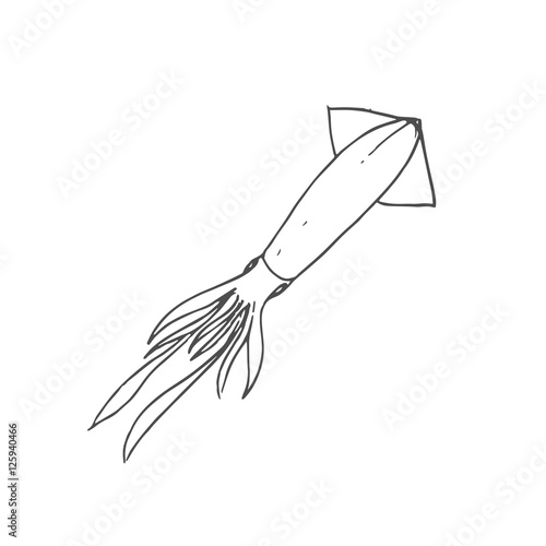 squid scetch. vector