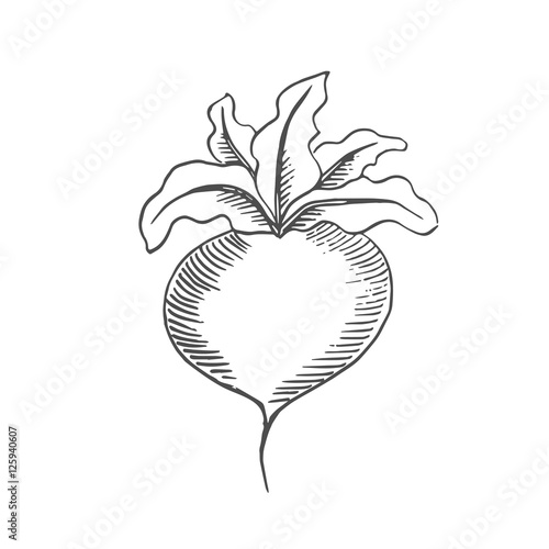 turnip scetch.vector