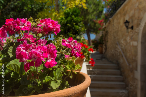 Pink Geranium flowers