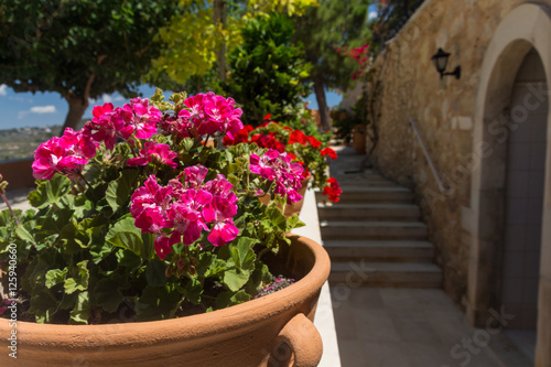 Fototapeta Naklejka Na Ścianę i Meble -  Pink Geranium flowers