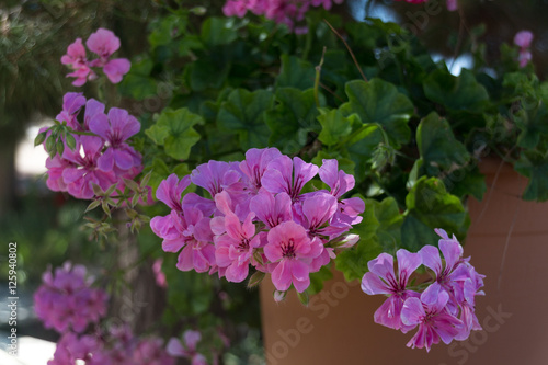 Fototapeta Naklejka Na Ścianę i Meble -  Purple Geranium flowers