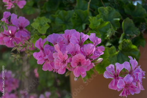 Fototapeta Naklejka Na Ścianę i Meble -  Purple Geranium flowers