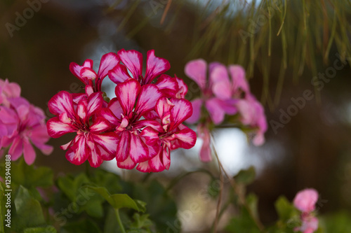 Fototapeta Naklejka Na Ścianę i Meble -  Pink Geranium flowers