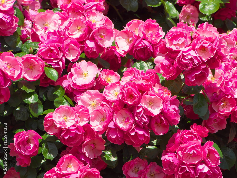 薔薇 薔薇