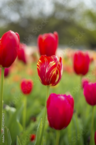 Tulip and many flower blossom in Floriade Canberra 2016