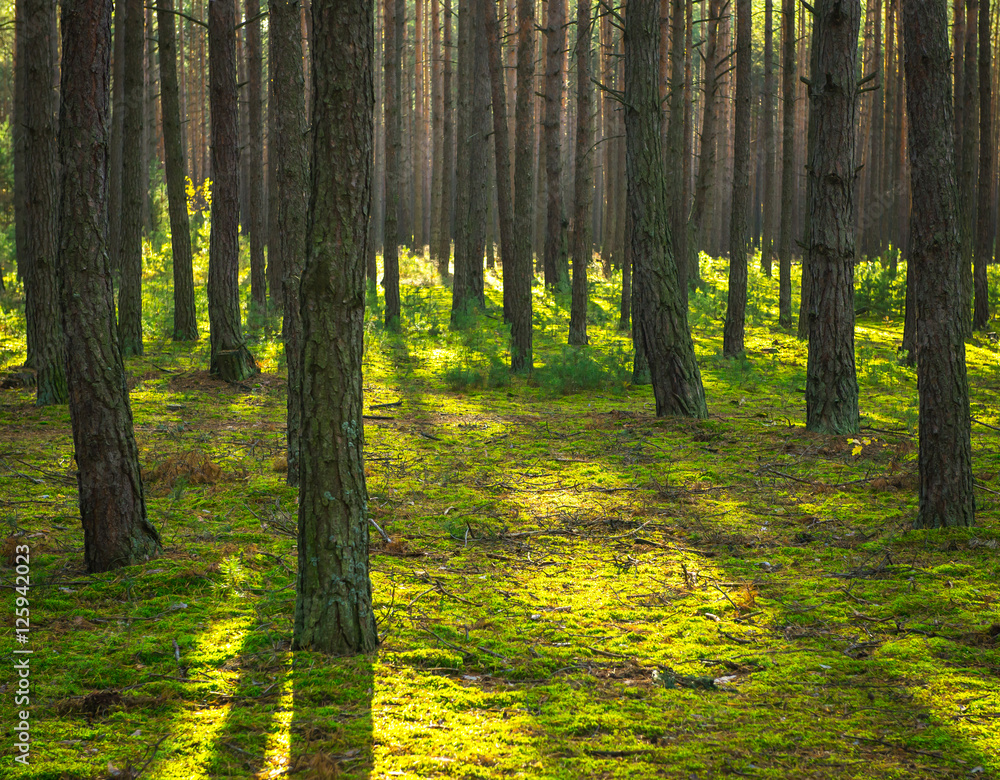 Green forest Green forest