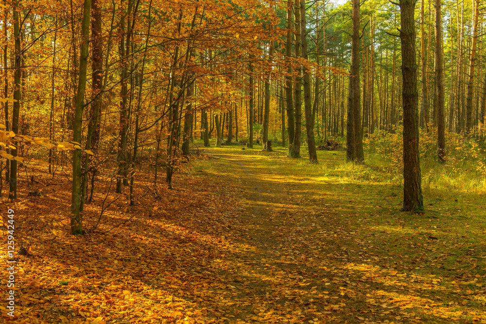 Fototapeta premium Forest Autumn Season