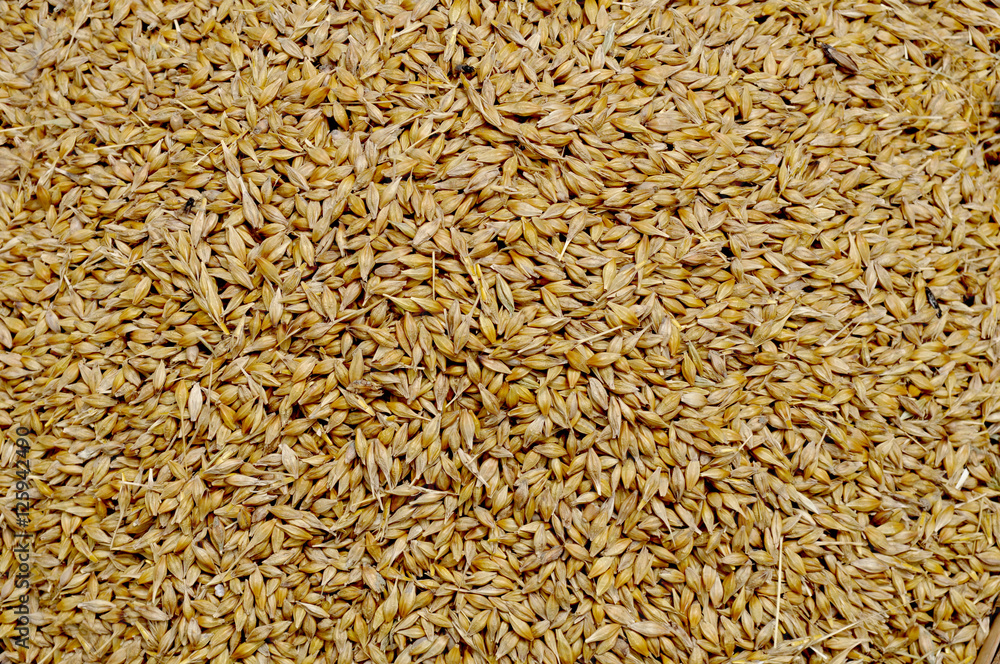 Wheat Texture.