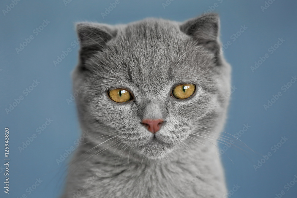Portrait of British kitten on grey wall background