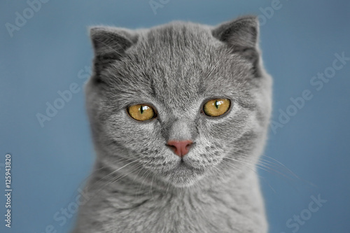 Portrait of British kitten on grey wall background